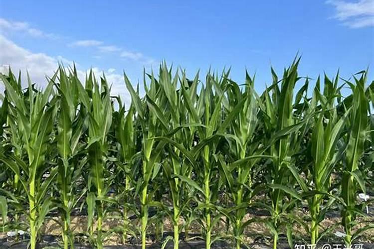 水稻中后期哪些农药能与磷酸二氢钾混合喷施