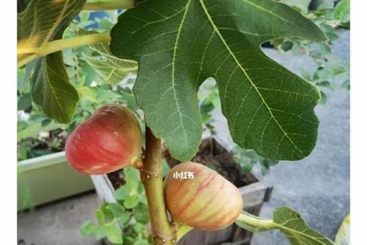 无花果用什么肥料