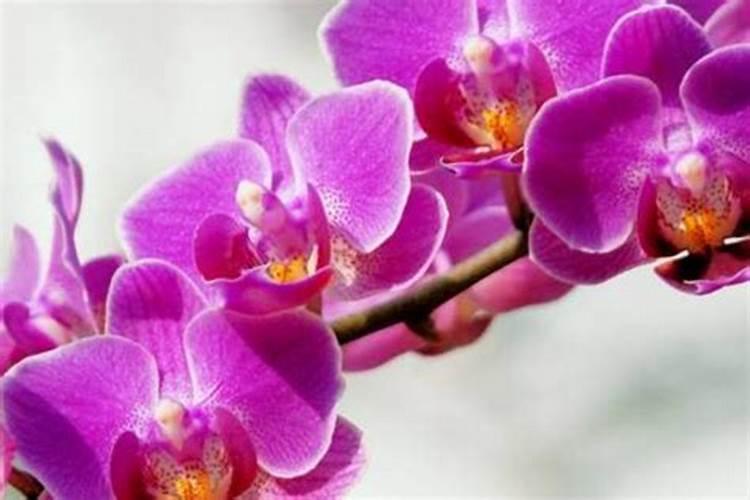 正在开花的蝴蝶兰还能施肥吗