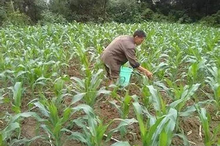 洋葱施肥技术管理