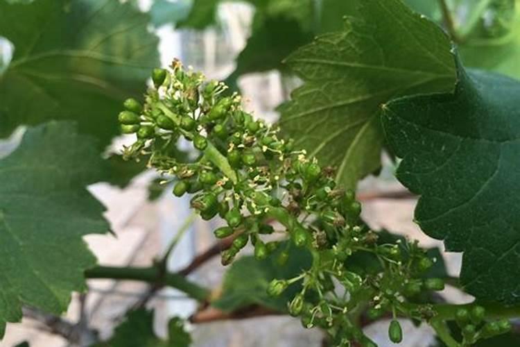 黄腐酸铵的作用