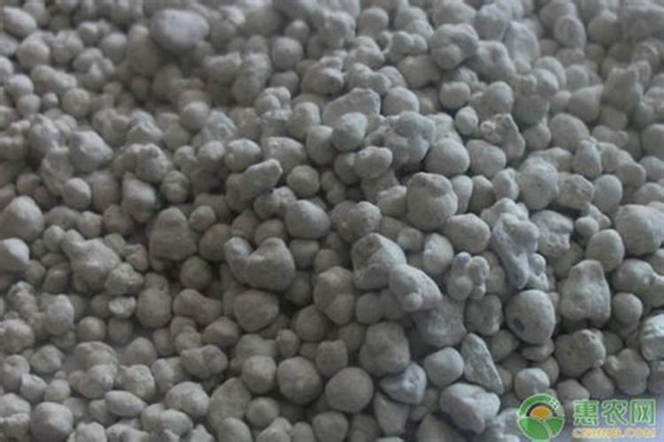 油茶树施什么复合肥比较好？黑老虎油茶树生态种植方案