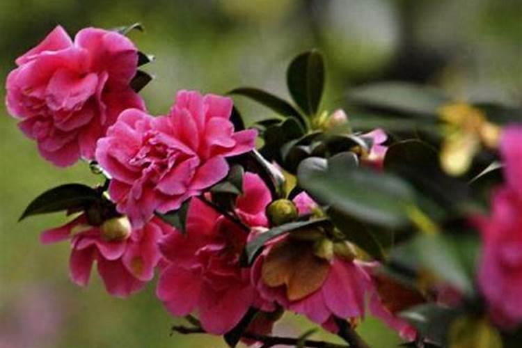 茶花花骨朵干枯的原因,缺乏光照养分不足导致