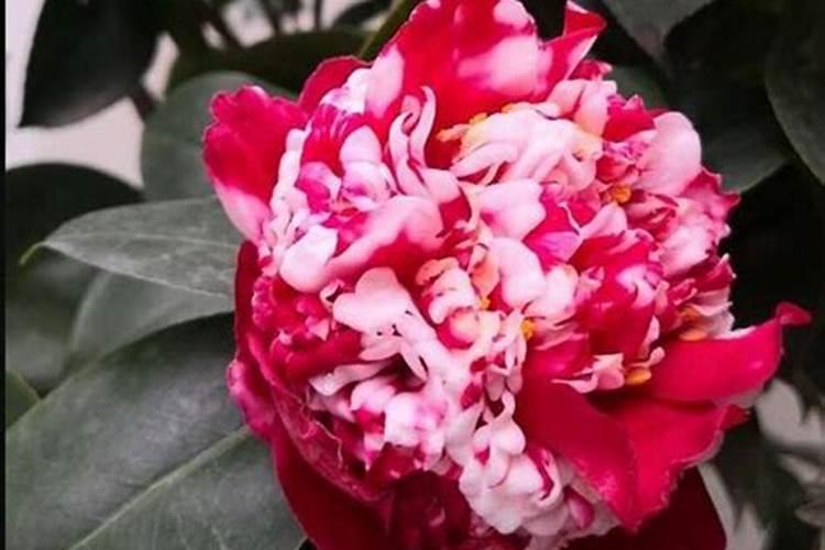 茶花叶芽为什么老不长