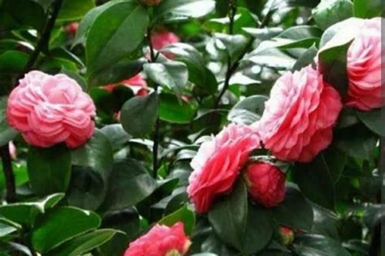 茶花叶子不亮的原因