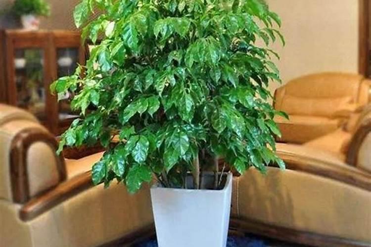 四季海棠施什么肥