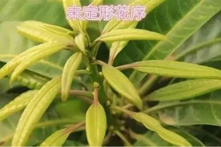 棉花硼肥什么时候打 如何正确使用