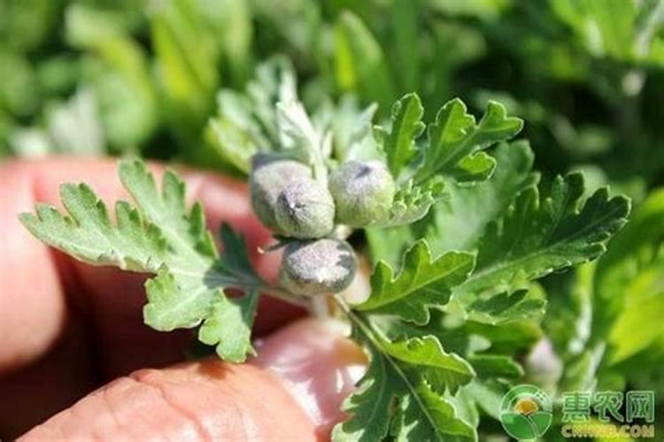 妃子笑荔枝做了控梢促花,但坐果还是少,落果,是什么原因？