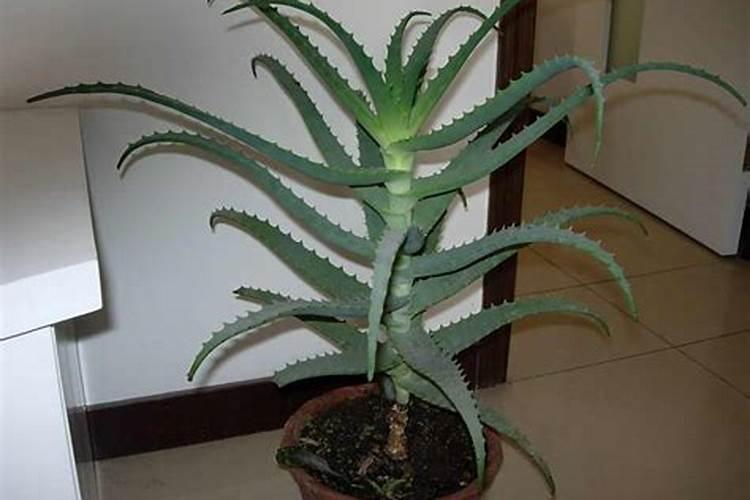 大蒜膨大素怎么用