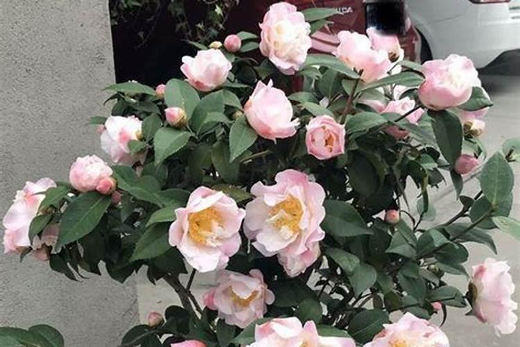 为什么住院打点滴都要补钾