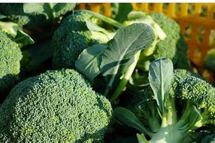 西兰花要施什么肥最好