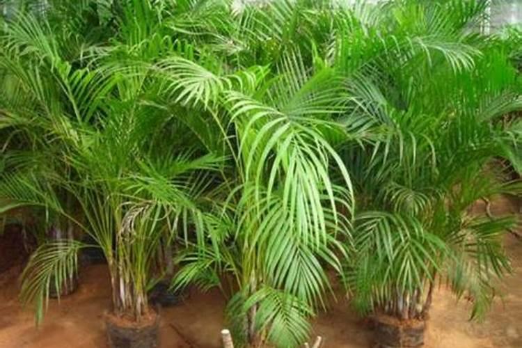 散尾葵适合在室内养吗