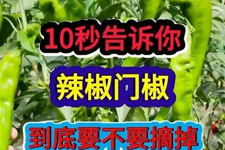 辣椒施什么肥好