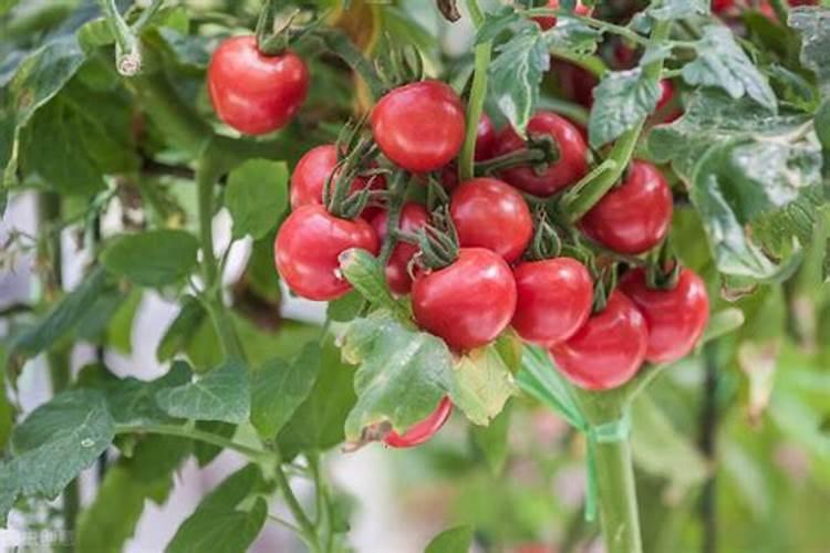 肾友注意!这些去钾小妙招你应该知道