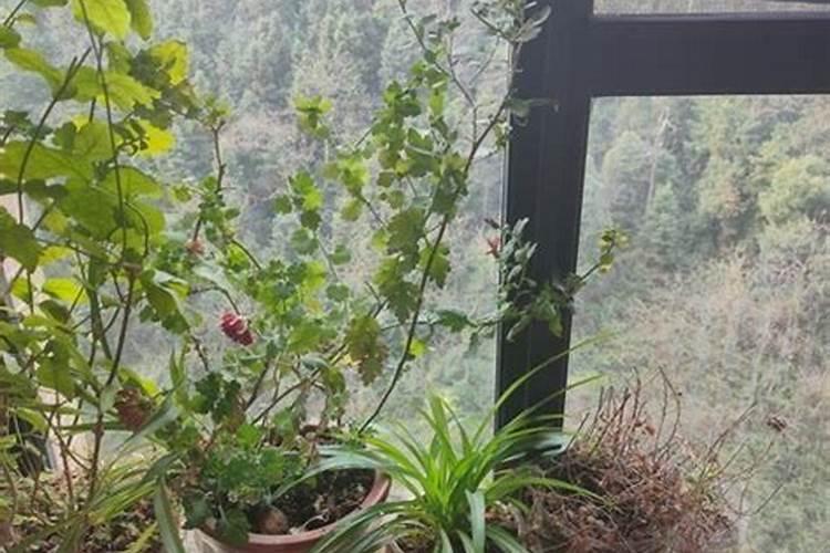 肾友必看:注意这些高钾蔬菜哦!