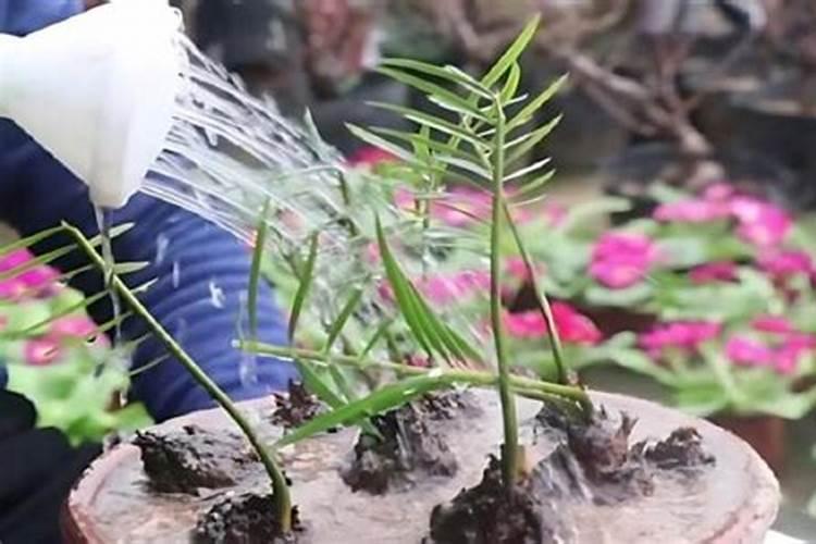 种菠菜用什么肥料