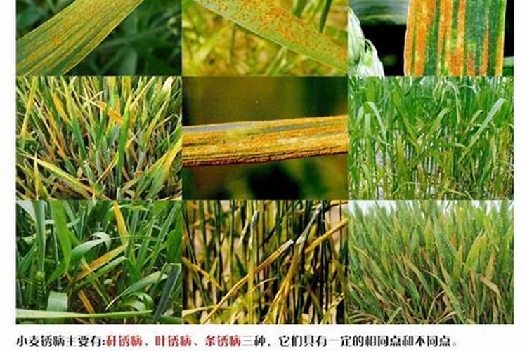 荷花令箭施什么肥最好