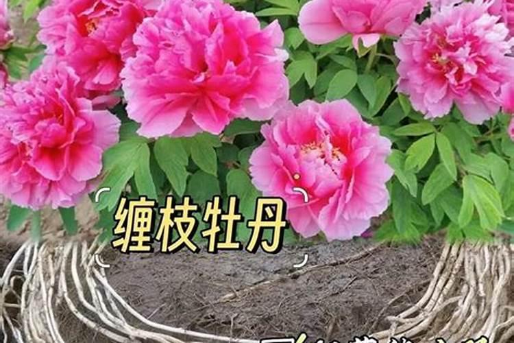 水溶肥知名品牌有哪些？