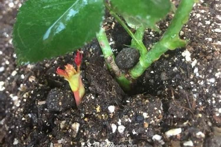 怎么让月季牙签苗快速长大,牙签苗如何过冬