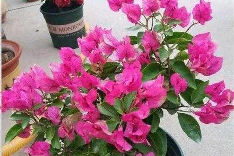 三角梅不开花施什么肥 怎么施肥效果好