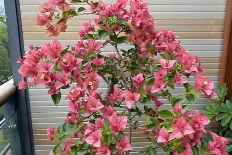 三角梅不开花时用什么肥料