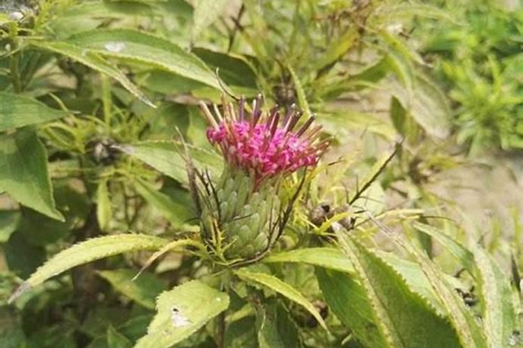 香蕉皮怎样做花肥料