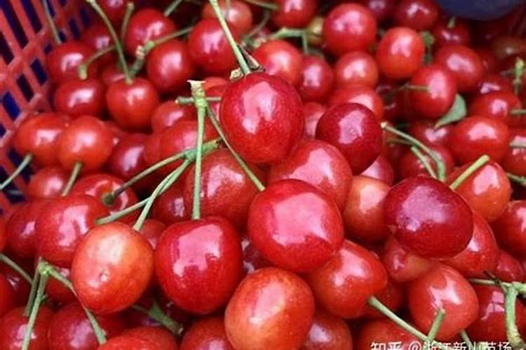 樱桃树黄叶病怎么治