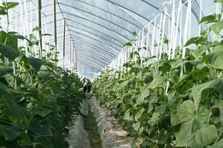 秋天种植哪些蔬菜比较好