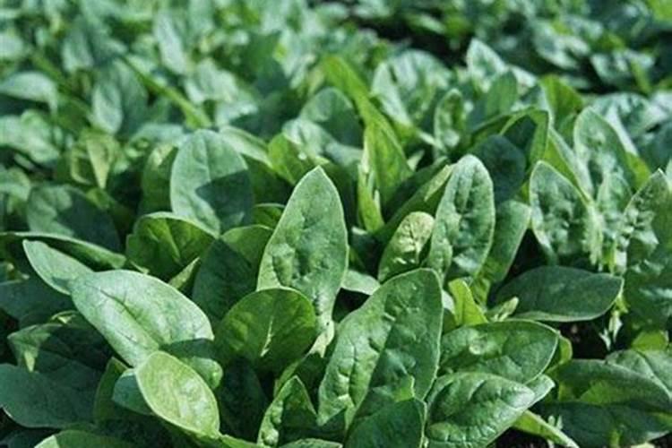 种菠菜用什么肥料 四季应该怎么办