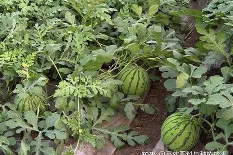 西瓜施什么肥料最甜？
