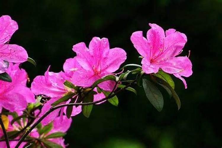 杜鹃花施什么肥最好