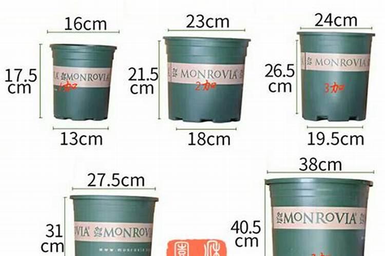 绣球花在花期换盆能行不 刚买的绣球花怎么入盆