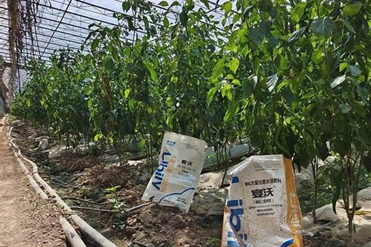辣椒施肥的正确方法