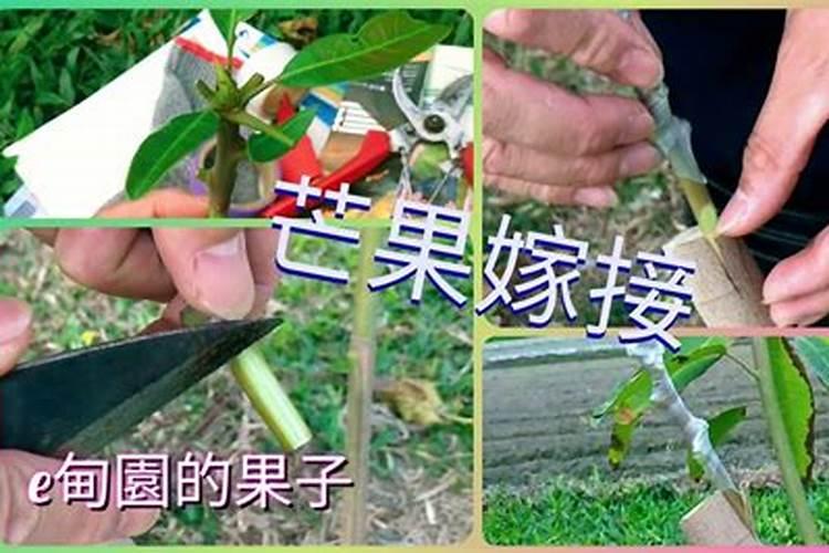 芒果的种植时间和方法