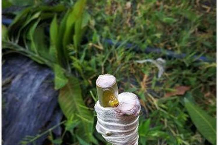 芒果的种植时间和方法