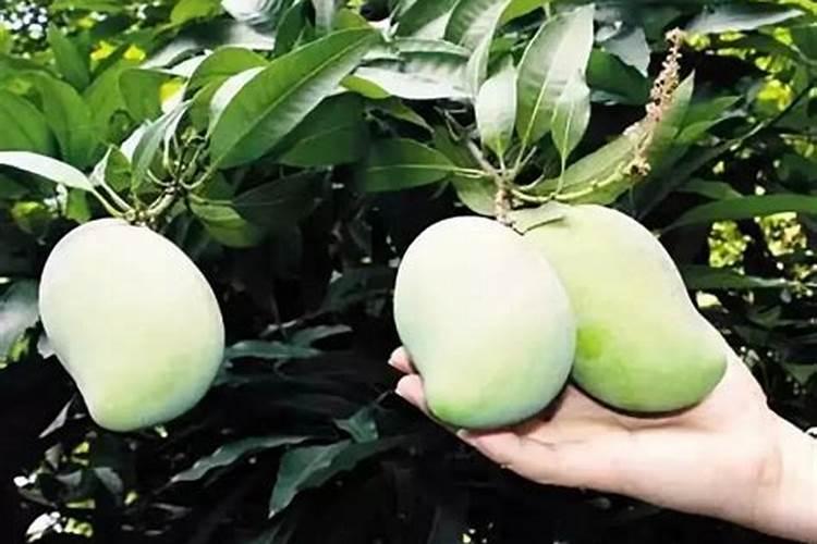 芒果可以生草栽培吗？