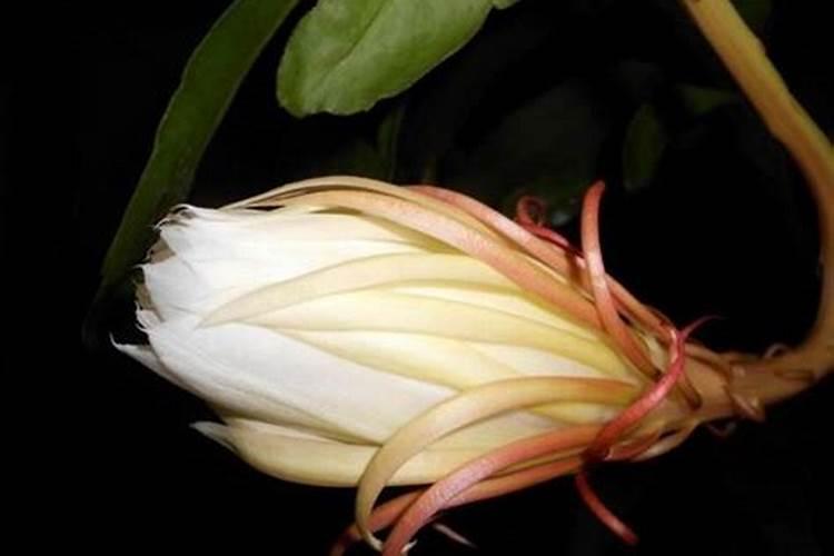 大豆幼苗期喷什么叶面肥效果好