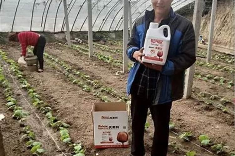 驱蚊植物多久浇一次水