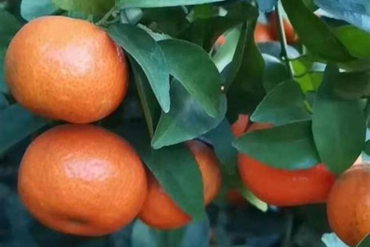 种小麦底肥最佳配方