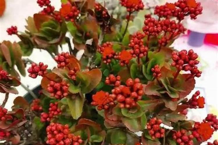 长寿花花期怎样施肥和浇水