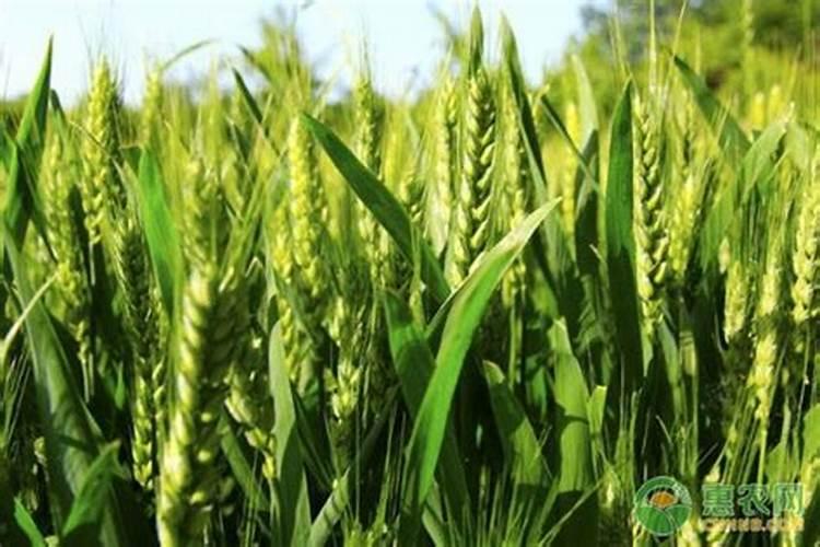 种小麦是用硫酸钾复合肥好还是用磷肥好？