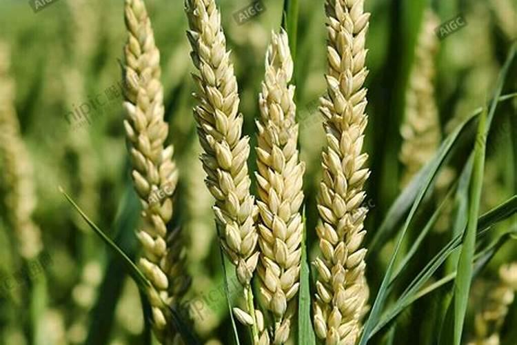 小麦叶面肥什么时候打效果好