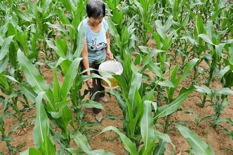 宏福二铵是什么颜色的颗粒