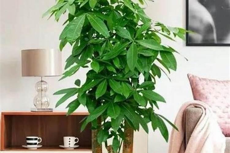 荔枝有哪些品种？哪种最好吃？