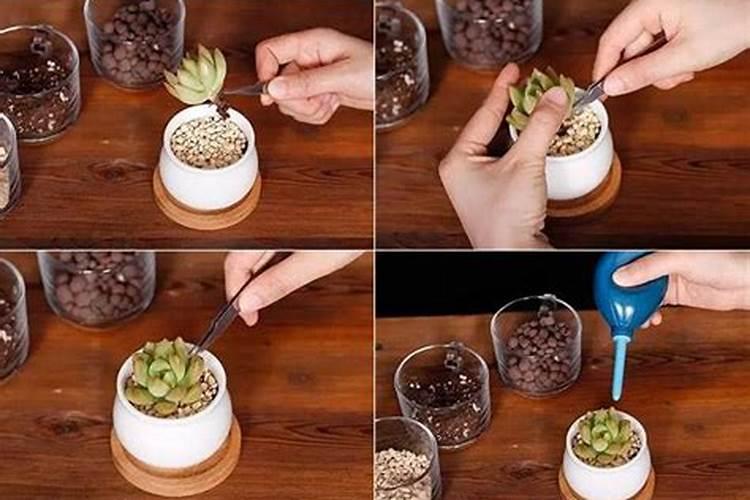 月季施肥时间和方法