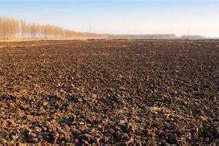 盐碱地如何处理 该如何施肥