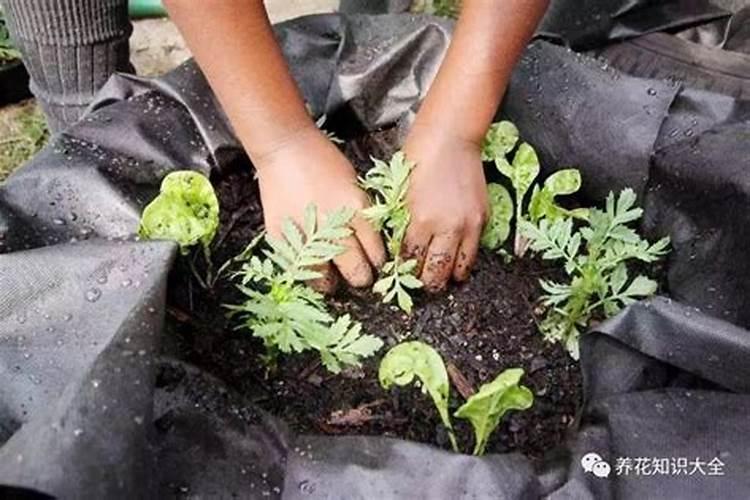 土里花肥放多了,还能直接种花吗？