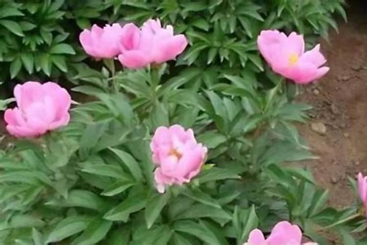 芍药花施什么肥最好