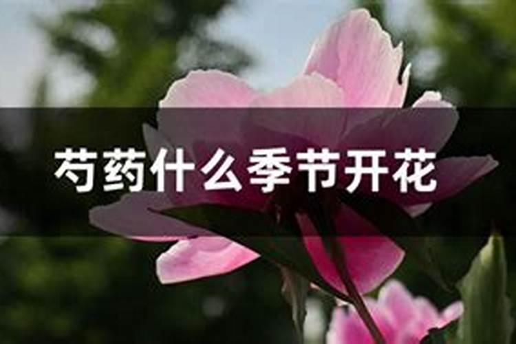 芍药花施什么肥最好