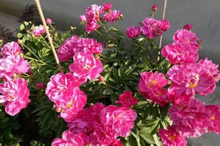 春季芍药追什么肥？